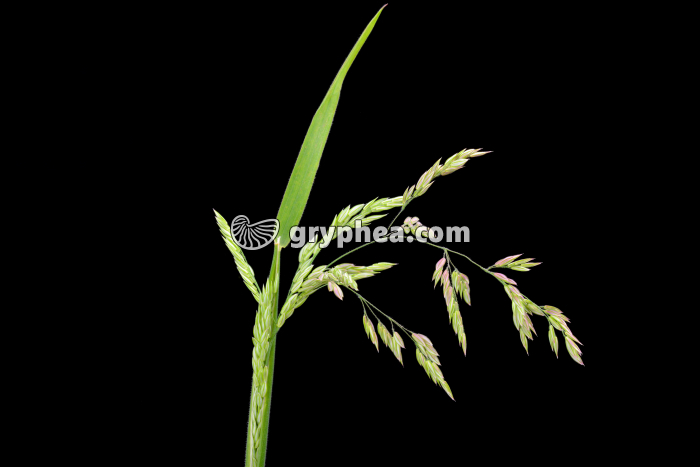 Houlque laineuse (Holcus lanatus) - épi jeune - gryphea.org